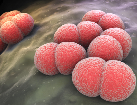 Infections invasives à méningocoques : nouvelles recommandations vaccinales