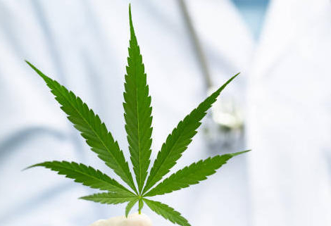 Cannabis médical : dernières mises au point avant le go