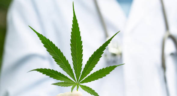 Cannabis médical : dernières mises au point avant le go