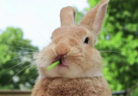 Rendez-vous médicaux non honorés : Doctolib pose un lapin à Gabriel Attal