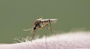 Dengue : vigilance requise pour tous