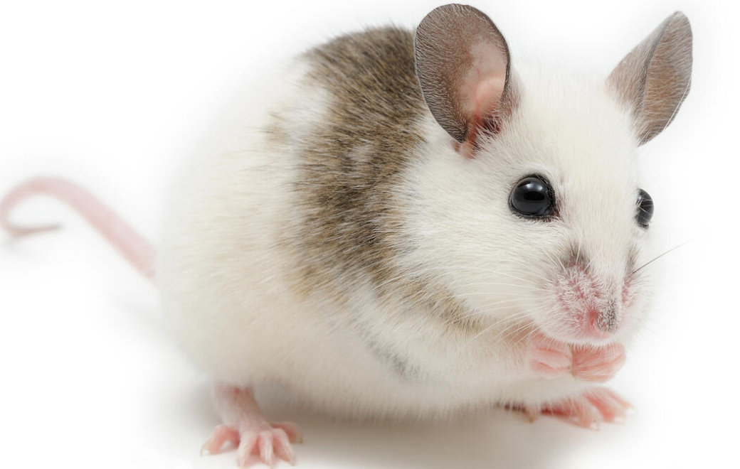 Fièvre de Lassa en Ile-de-France : en savoir plus sur cette infection