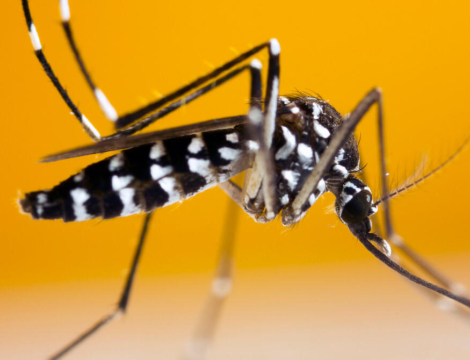 Maladies à transmission vectorielle : nouvelles données épidémiologiques