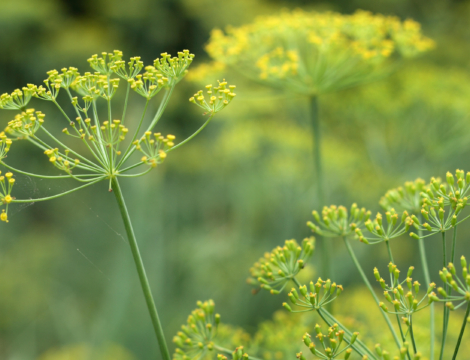 Le fenouil doux : la plante aux multiples vertus
