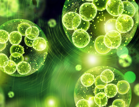 Les algues : du superaliment à l’antimicrobien