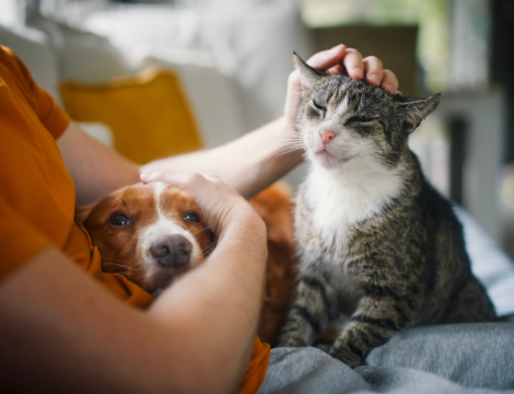 Stress du chien ou du chat : quels conseils au comptoir ?