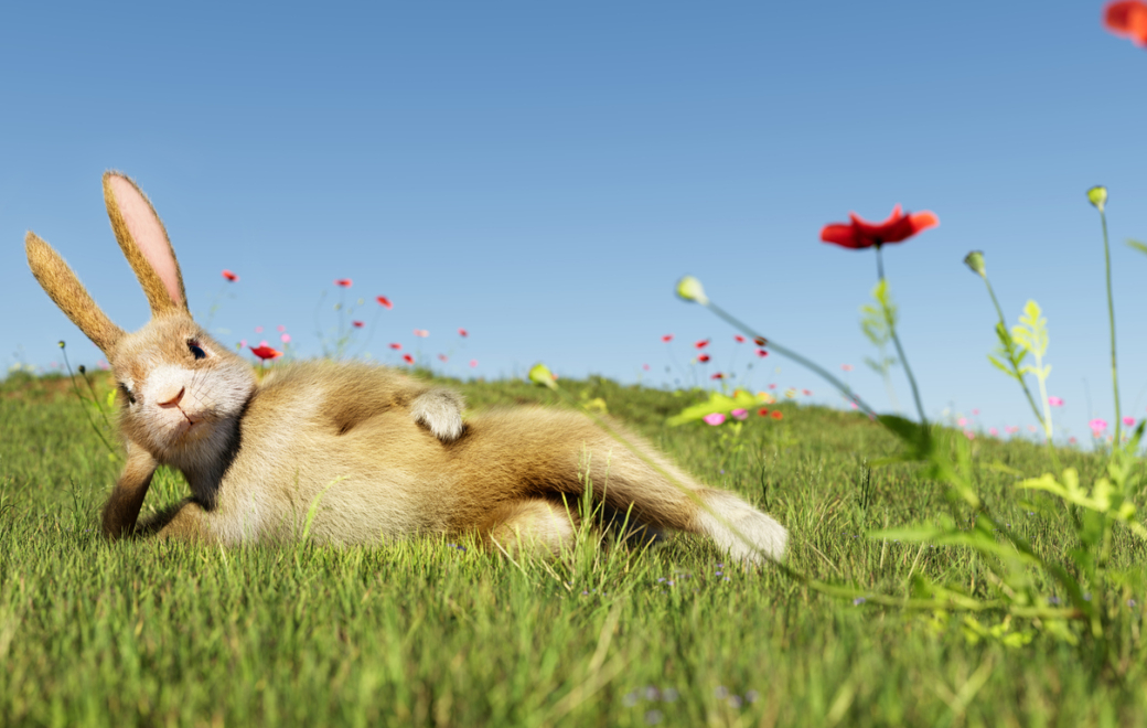 La taxe lapin, c&rsquo;est pour bientôt