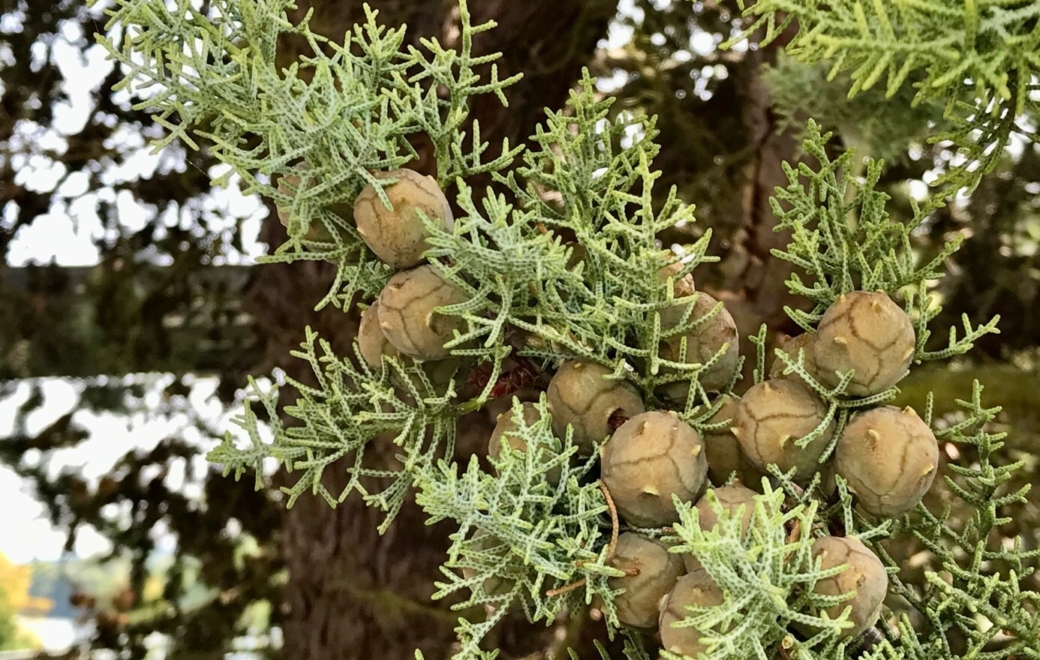 Huile essentielle de cyprès : très efficace sur la toux sèche