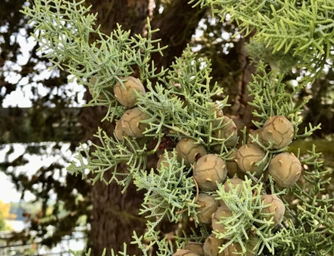 Huile essentielle de cyprès : très efficace sur la toux sèche