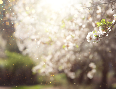 Pollens : y’a de l’allergène dans l’air