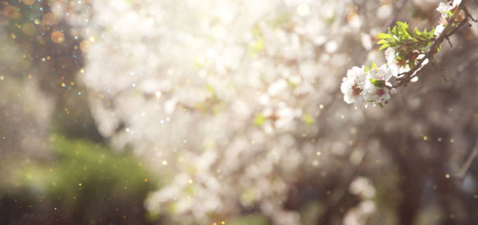 Pollens : y’a de l’allergène dans l’air