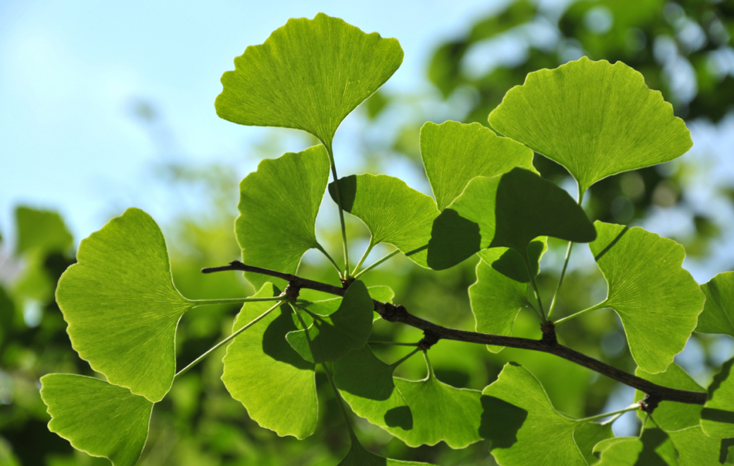Phytothérapie : zoom sur le ginkgo biloba