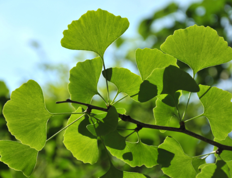 Phytothérapie : zoom sur le ginkgo biloba