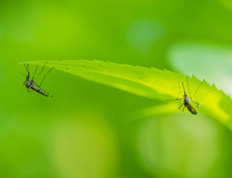 Chikungunya à La Réunion : 40 000 doses du vaccin Ixchiq livrées début avril