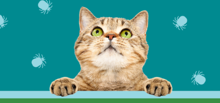 VETERINAIRE – CAS DE COMPTOIR : « Mon chat d’intérieur peut-il attraper des parasites ? » 