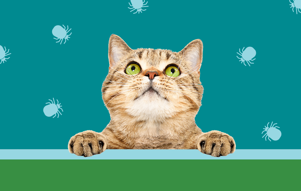 VETERINAIRE – CAS DE COMPTOIR : « Mon chat d’intérieur peut-il attraper des parasites ? » 