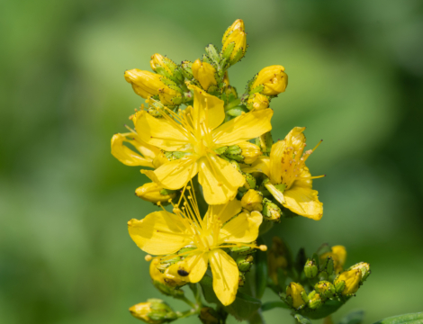 Soleil et millepertuis sont-ils compatibles ?