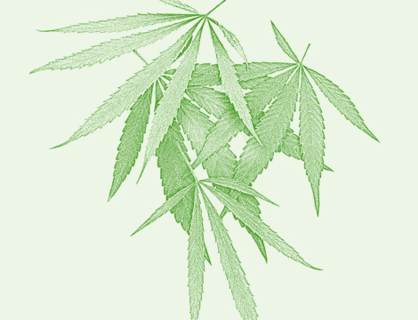 Algologie : in cannabis veritas ?