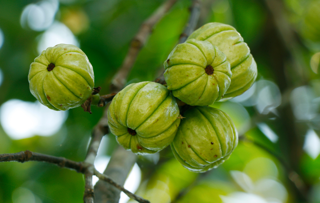 La commercialisation des compléments alimentaires à base de Garcinia cambogia est suspendue