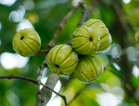 La commercialisation des compléments alimentaires à base de Garcinia cambogia est suspendue