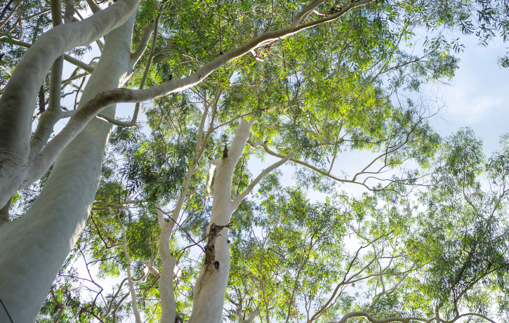 Huile essentielle d’eucalyptus citronné : pour les douleurs et les inflammations aiguës