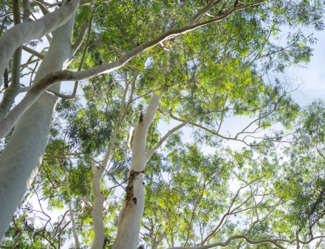 Huile essentielle d’eucalyptus citronné : pour les douleurs et les inflammations aiguës