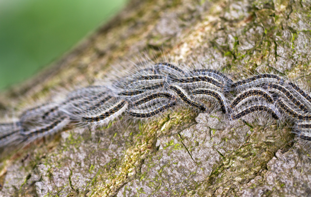 Les chenilles processionnaires sont de retour