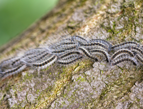 Les chenilles processionnaires sont de retour