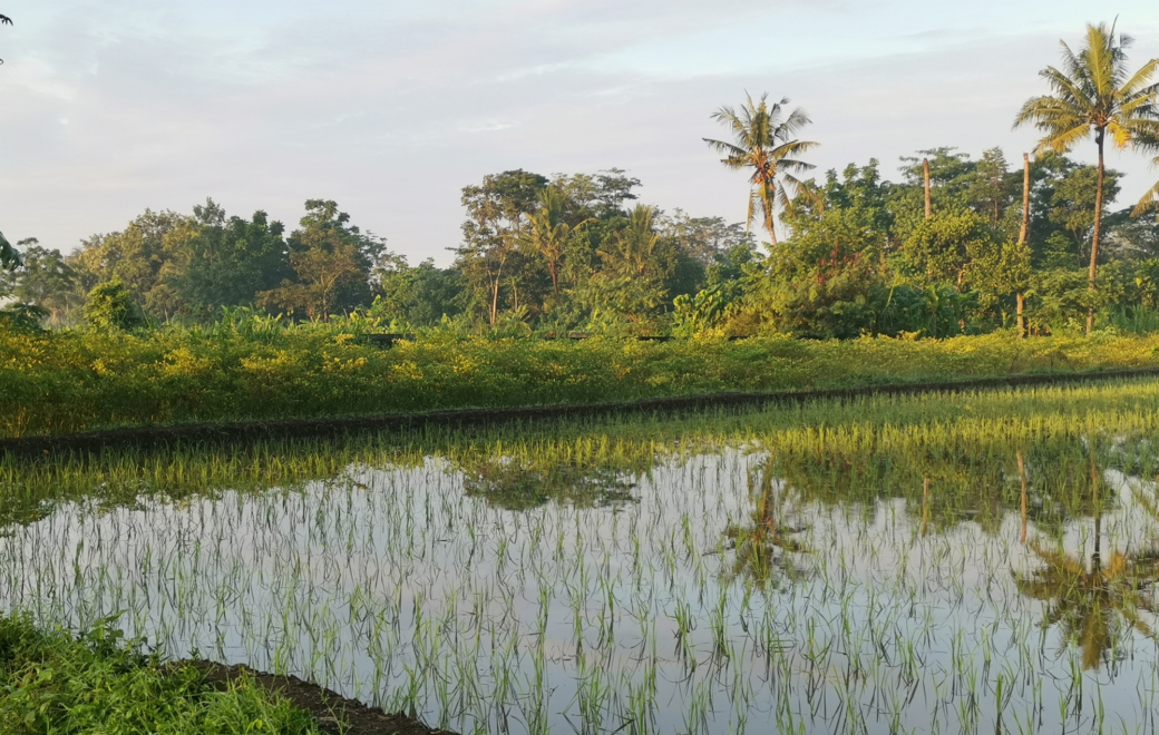 Qu’est-ce que la mélioïdose ?