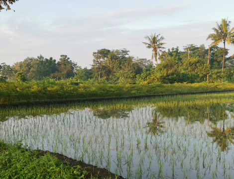 Qu’est-ce que la mélioïdose ?