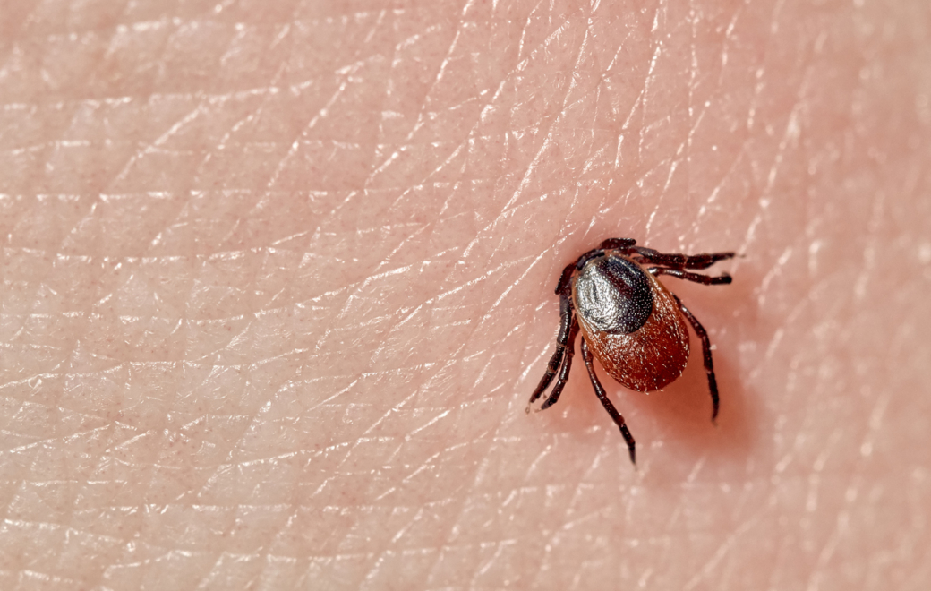 Quelle est la conduite à tenir en cas de morsure de tique et de survenue de signes d’infection ?