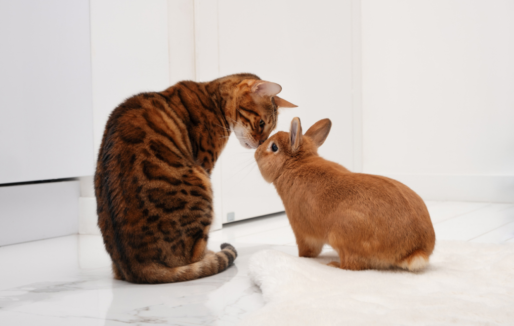 Antiparasitaires : l’Anses alerte sur les risques