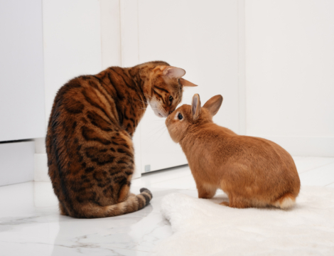 Antiparasitaires : l’Anses alerte sur les risques