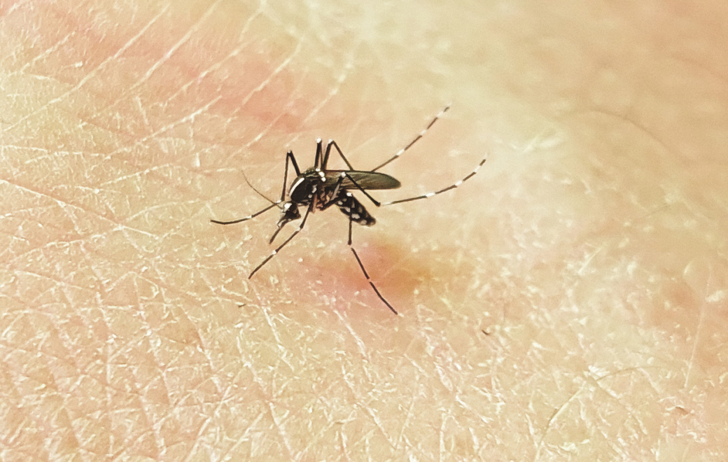Moustique tigre : début de la campagne de surveillance renforcée