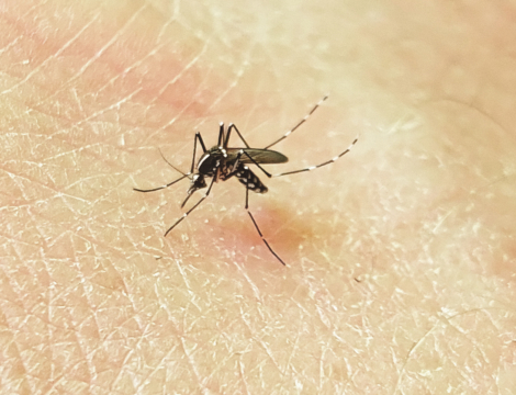 Moustique tigre : début de la campagne de surveillance renforcée