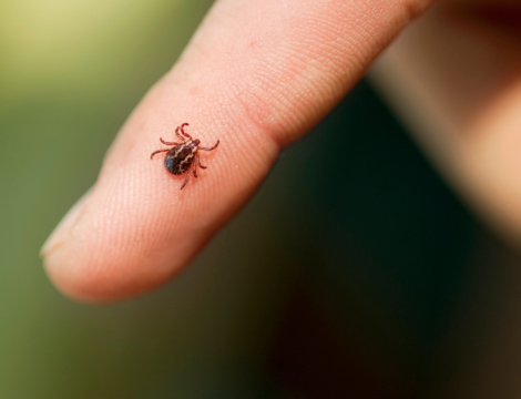 « Tiques & vous » : la semaine de mobilisation contre les tiques