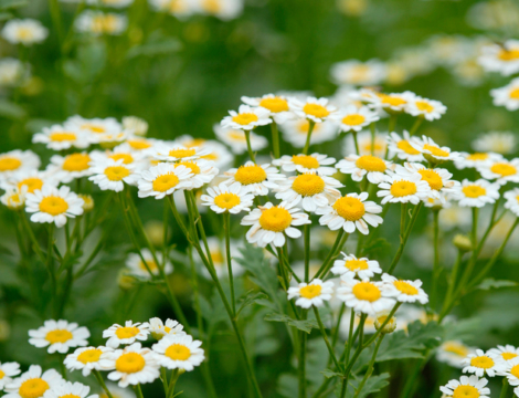 Huile essentielle de matricaire : pour le rhume des foins et l’eczéma