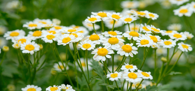 Huile essentielle de matricaire : pour le rhume des foins et l’eczéma