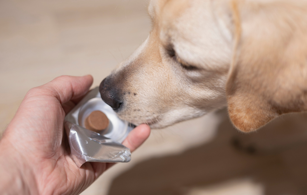 Vermifuges : ce qu’il faut retenir pour bien les conseiller au comptoir