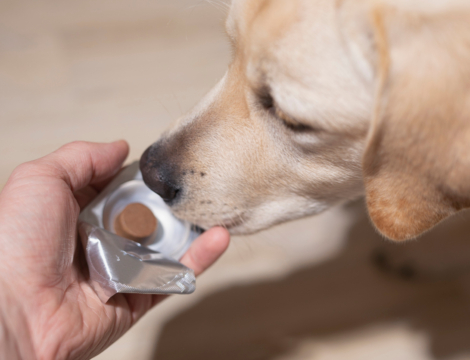 Vermifuges : ce qu’il faut retenir pour bien les conseiller au comptoir