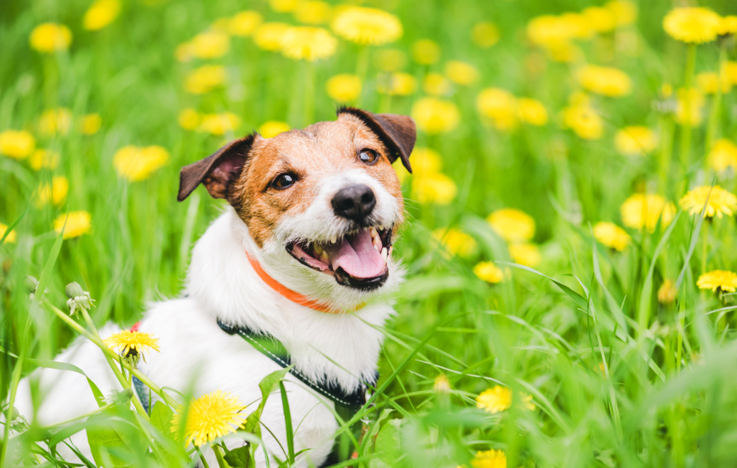 L’antiparasitaire : un best-seller sous haute tension