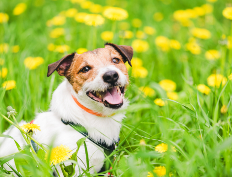 L’antiparasitaire : un best-seller sous haute tension