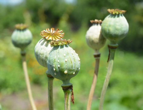 Antalgiques opioïdes : un report de prescription sur les médicaments à base de poudre d’opium