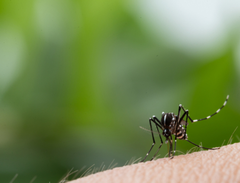 Chikungunya : symptômes évocateurs et conseils au comptoir