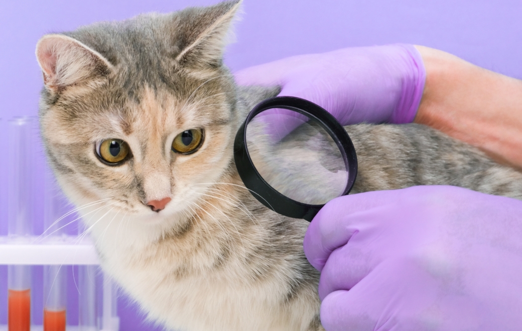 Puces, tiques et phlébotomes : quelle prise en charge à l’officine ?