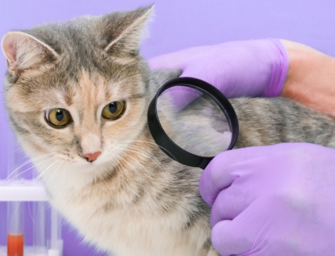 Puces, tiques et phlébotomes : quelle prise en charge à l’officine ?