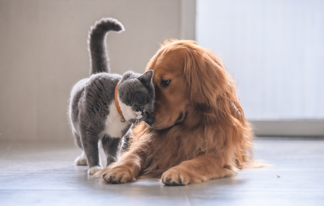 Animaux de compagnie : comment limiter les risques de toxicité des antiparasitaires externes ?