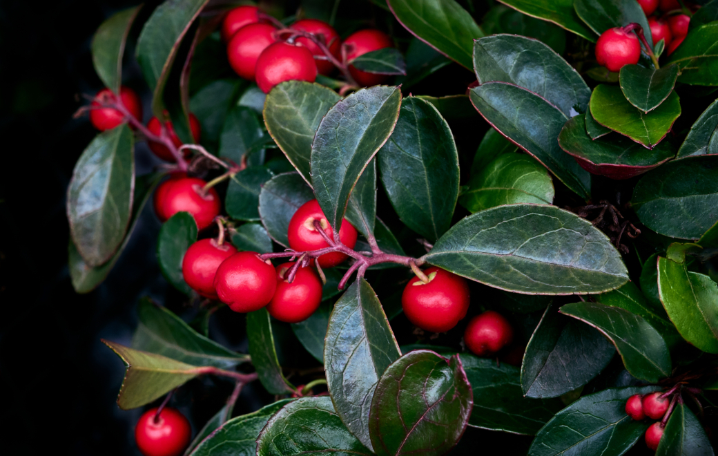 L’huile essentielle de gaulthérie pour les douleurs aiguës