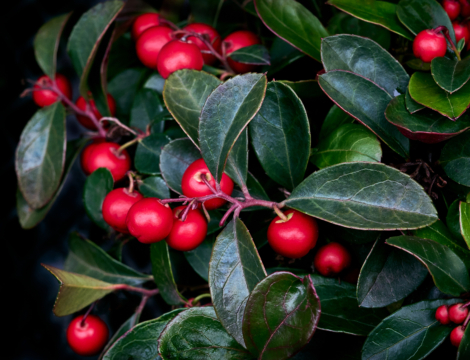 L’huile essentielle de gaulthérie pour les douleurs aiguës