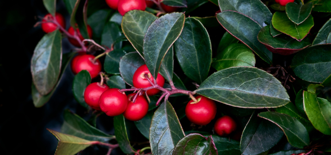 L’huile essentielle de gaulthérie pour les douleurs aiguës